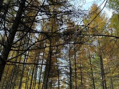 -苏木山森林公园