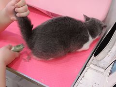 -70cat德文卷毛猫·缅因猫纯种猫舍