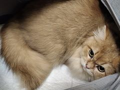 -芭比堂宠物医院·全科爱猫医院·仁德分院