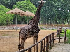 -北京野生动物园