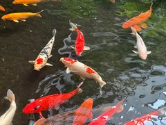 -广州白天鹅宾馆