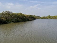 -大湾区中央湿地公园