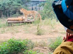 -大连森林动物园