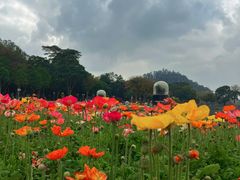 -顺峰山公园