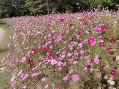 -上海滨江森林公园