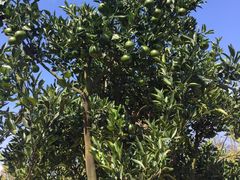 景点-上海长兴岛郊野公园