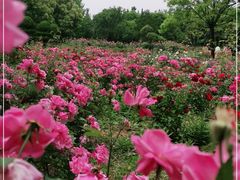 -洛阳市隋唐城遗址植物园