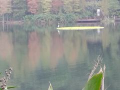-重庆彩云湖湿地公园