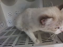 -瑞鹏宠物医院·夜间急症·心超·猫科(祖庙分店)