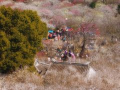 -香雪海