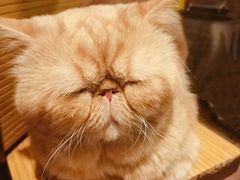 -more than meow吴止猫主题餐厅(承德 中船汇店)