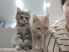 -楼上猫咖(罗湖店)