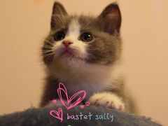 -Bastet sally猫舍购宠(静安店)
