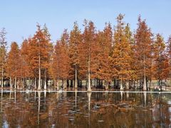 -白鹭湾湿地公园