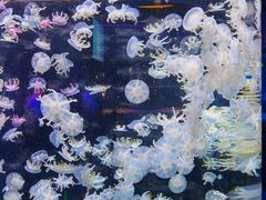 -太平洋海底世界