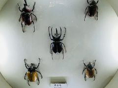 景点-上海大自然野生昆虫馆