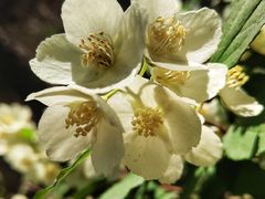 -碓臼峪自然风景区