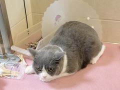 -北京观赏动物医院·24小时大型综合·猫专科·异宠专科