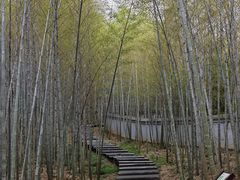 -游子山休闲旅游区