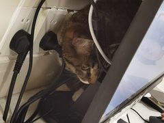 -萌兽医馆·犬猫专科·眼科中心·宠物医院(朝阳门分院)