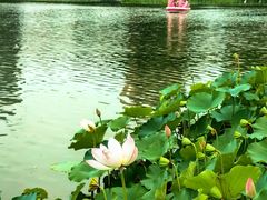 -莲花池公园