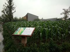 -田园东方蜜桃村的田野营地