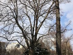 -北海道厅旧本厅舍(旧本庁舎)