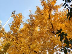 -三圣花乡旅游区