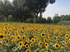 -长白岛森林公园