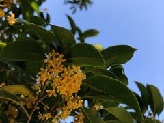 景点-惠山古镇·寄畅园