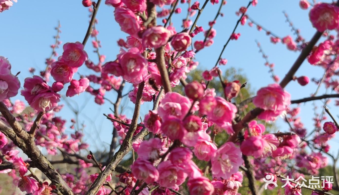 红梅花儿开