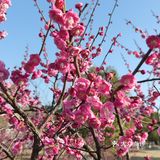 红梅花儿开