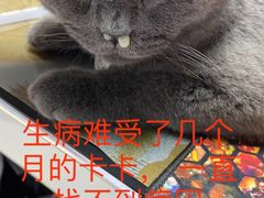-奈斯宠物医院·核磁CT·异宠专科·内镜(中南店)