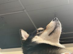 -逗柴咖啡屋·狗咖猫咖宠物桌游