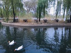 -莲花池公园
