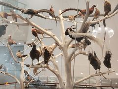 -Behring World of Animals(上海自然博物馆店)