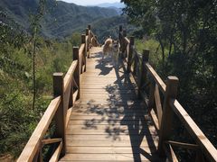 -大岭沟猕猴桃谷风景区