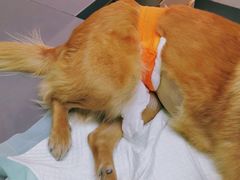 -爱侣宠医·鹦鹉专科·小型哺乳类·异宠专科(灵石路店)