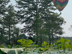 -中国科学院西双版纳热带植物园