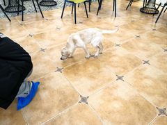 -Let's go狗咖·猫咖·奶狗·桌游(春熙路IFS店)