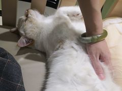 -藏猫猫咖啡主题馆(中央大道店)