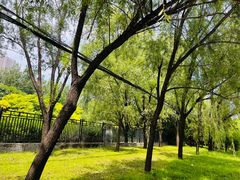 -大望京公园
