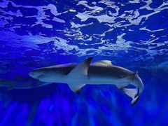 -太平洋海底世界