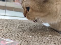 -COLOR PETS 撸猫馆·购猫·猫咖(长风大悦城店)