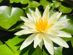 -陈家山荷花公园