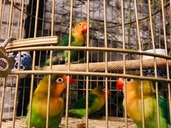 -鱼桥巷·美学川菜