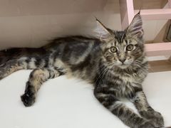 -CowCow其其·牛杂咖啡公司(六运店)