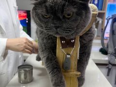 -西安京西宠物医院·瘫痪·疑难杂症