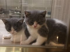 -飞行喵MR PILOT|猫舍·猫咖(静安大融城店)