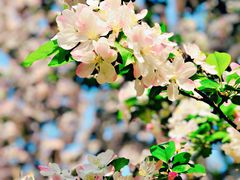 -海棠花溪(元大都城垣遗址公园)